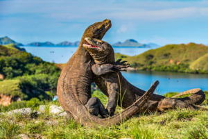 Komodo Island